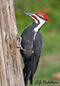 Dryocopus pileatus